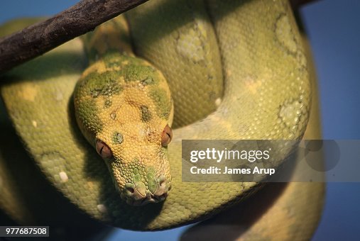 Green Tree-Python Green Tree-Python