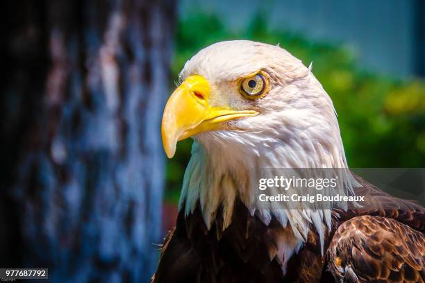 bald eagle - eagle eye stock pictures, royalty-free photos & images