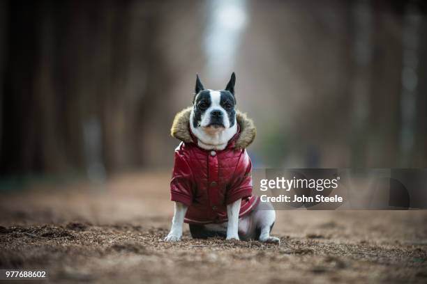 boston terrier in jacket, damyang county, south korea - boston terrier stock-fotos und bilder
