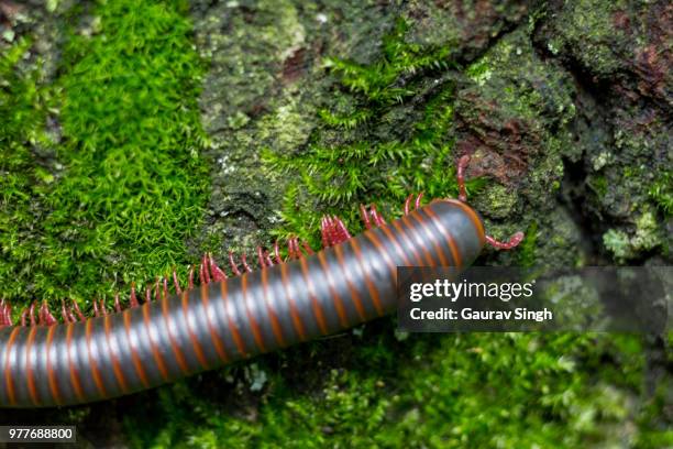Python Millpede 175 North American Millipede Stock Photos, High-Res Pictures, and ...