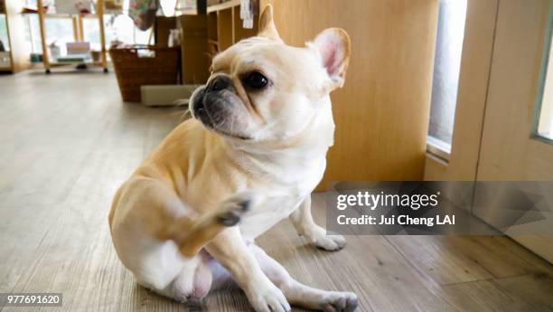 french bulldog - my lai sit stockfoto's en -beelden