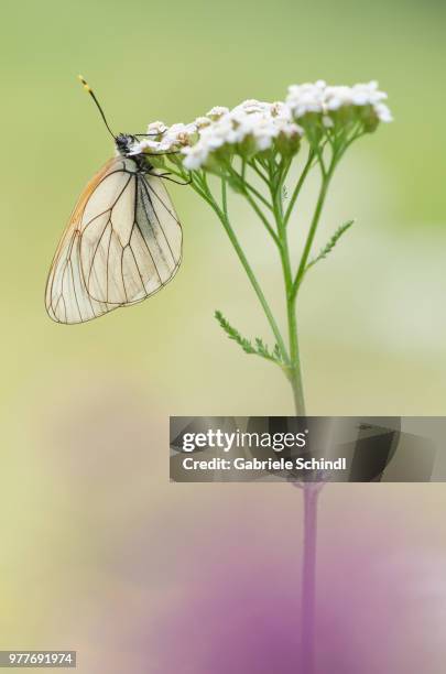black-veined white (aporia crataegi) butterfly on flower - groot geaderd witje stockfoto's en -beelden