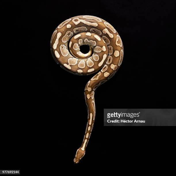 brown spotted snake on black background - kriechtier stock-fotos und bilder