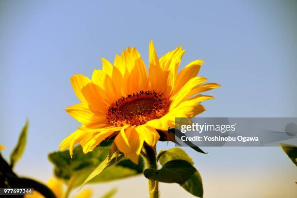 sunflower - ogawa stock pictures, royalty-free photos & images