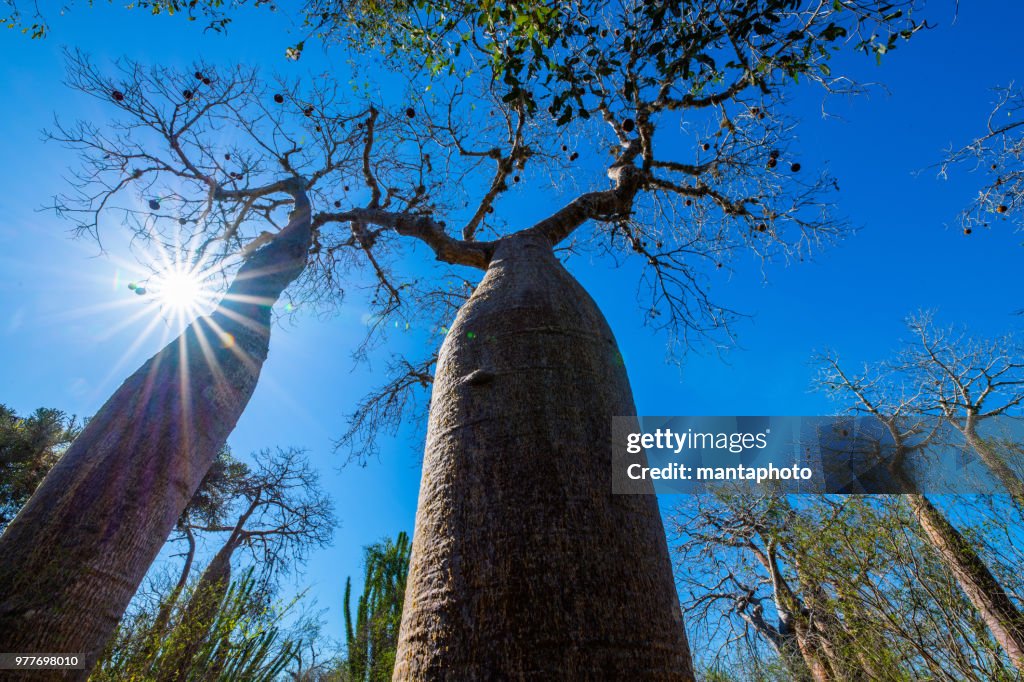 Avenue de Baobab, Madagascar