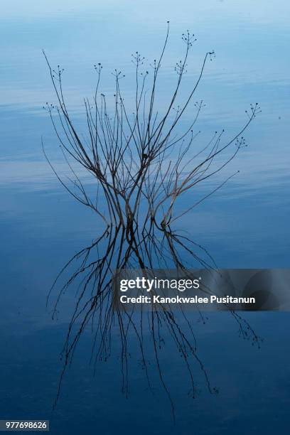 plant in water, leander, texas, usa - leander licht stock-fotos und bilder