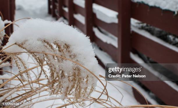 prairie grass fall - peter nelson imagens e fotografias de stock