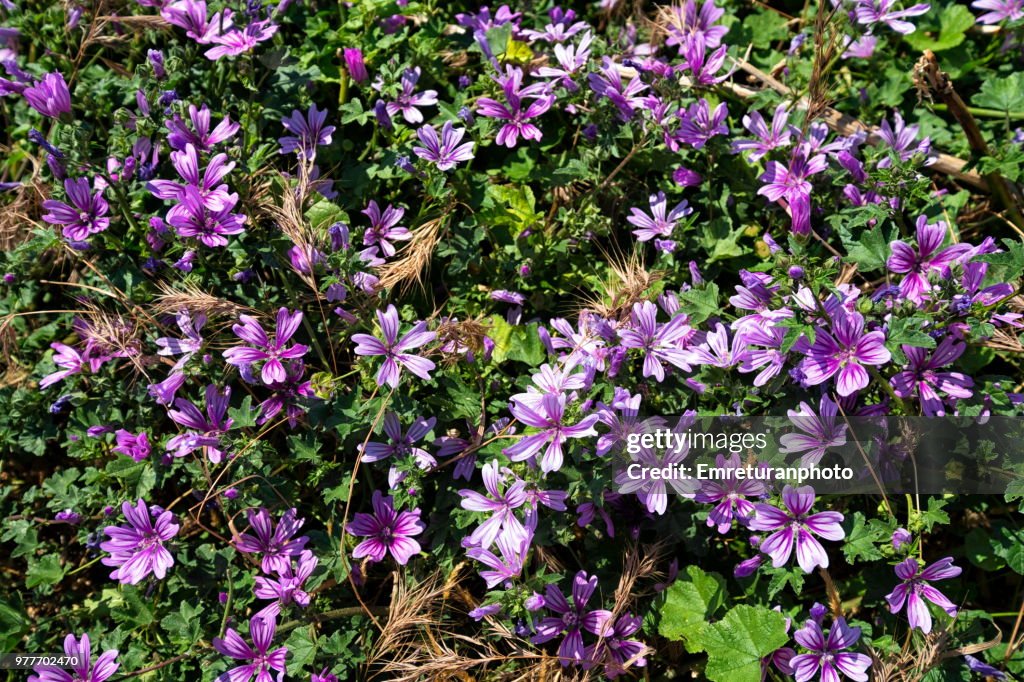 Close up of wild flowers in the city,Izmir.