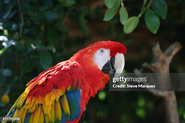 scarlet macaw (ara macao) - scarlet macaw fotografías e imágenes de stock