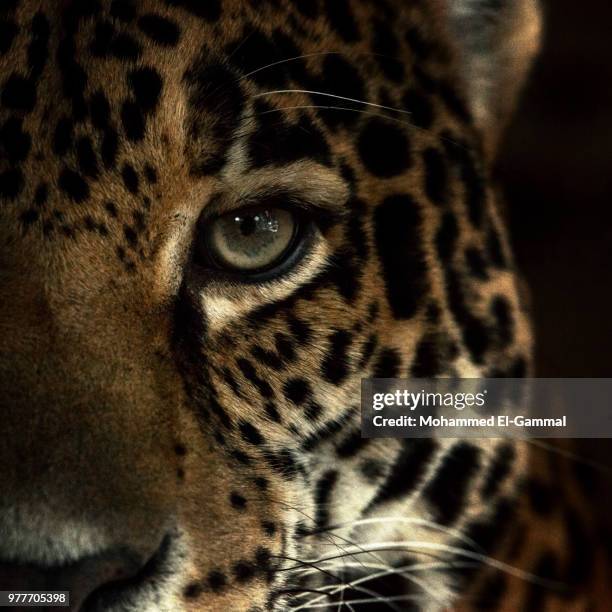254,585 Jaguar Stock Photos, High-Res Pictures, and Images - Getty Images