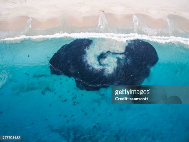 aerial view of sharks feeding on a bait ball, carnarvon, western australia, australia - feeding frenzy stock pictures, royalty-free photos & images