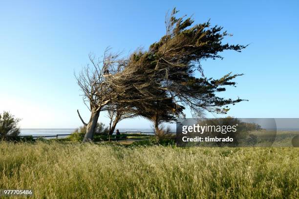 woman sitting on a bench under a windswept tree, saint-trojan-les-bains, nouvelle-aquitaine, france - leaning tree stock pictures, royalty-free photos & images