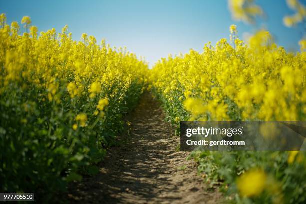 footpath through a rapeseed field, east frisia, germany - colza foto e immagini stock