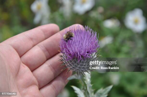 scottish thistle - scottish thistle stock pictures, royalty-free photos & images