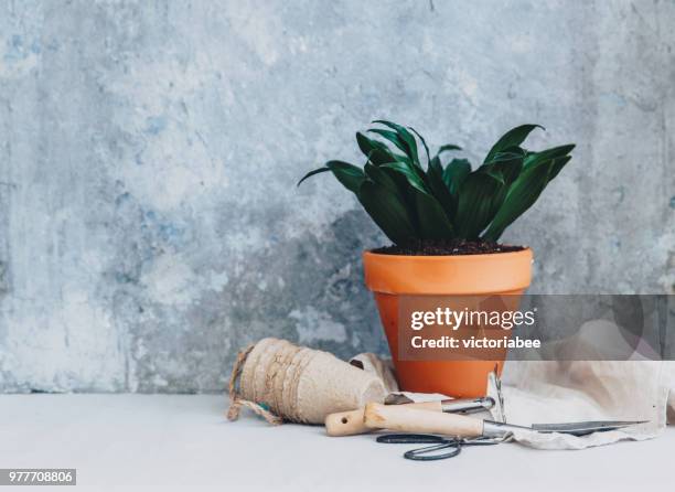 plant pot with gardening tools - pot plant stock pictures, royalty-free photos & images