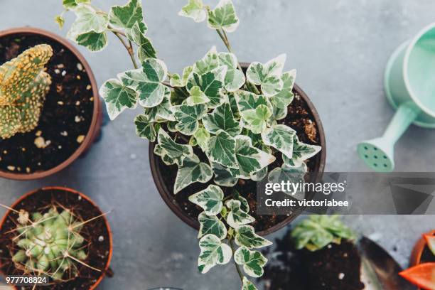 plant pots and a watering can - ivy stock pictures, royalty-free photos & images