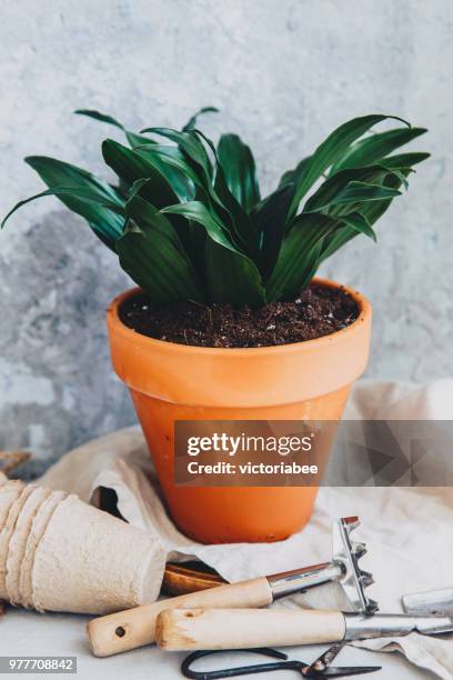 plant pot with gardening tools - pot plant stock pictures, royalty-free photos & images