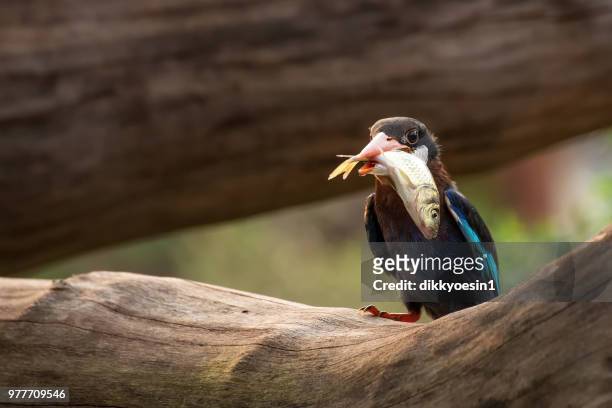 kingfisher bird with a catch of fish in its mouth, java, indonesia - carrying in mouth stock pictures, royalty-free photos & images