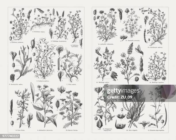 ilustrações, clipart, desenhos animados e ícones de plantas forrageiras, gravuras de madeira, publicado em 1897 - buckwheat