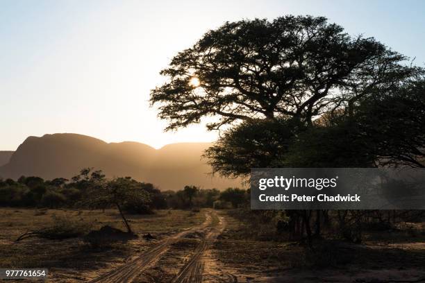 bushveld track at sunrise, marataba private game reserve, limpopo, south africa - bosveld van zuidelijk afrika stockfoto's en -beelden