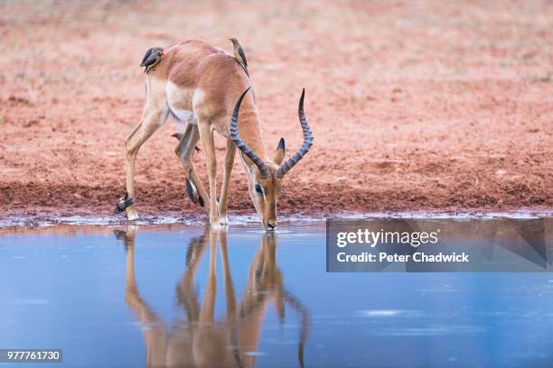 impala ram drinking from a waterhole, marataba private game reserve, limpopo, south africa - picoteador de pico rojo fotografías e imágenes de stock