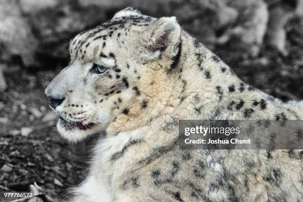 316 Felis Uncia Stock Photos, HighRes Pictures, and Images Getty Images