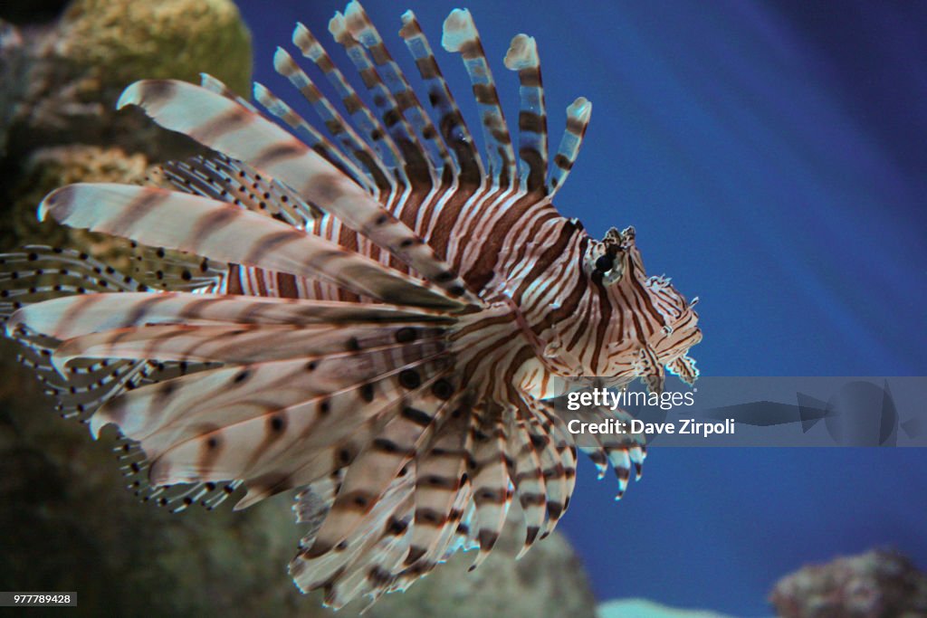 Tigerfish