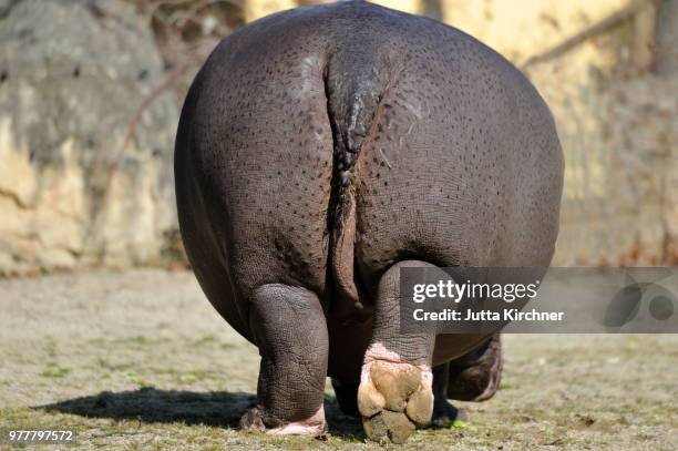 From The Rear High-Res Stock Photo
