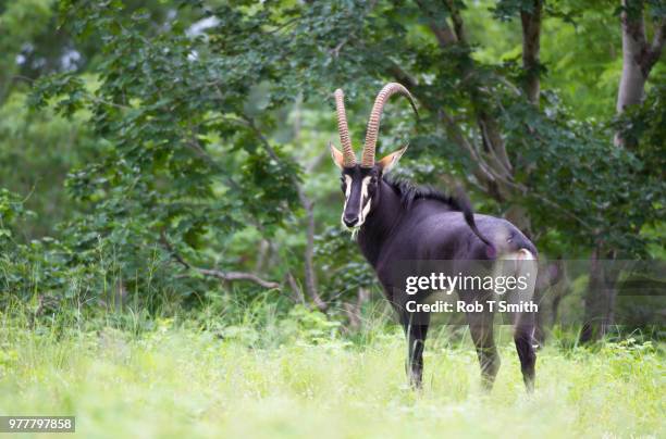 chobe national park sable antelope - sable antelope stock pictures, royalty-free photos & images