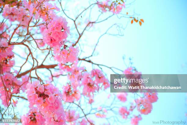 tabebuia rosea - 001 - tabebuia stock pictures, royalty-free photos & images