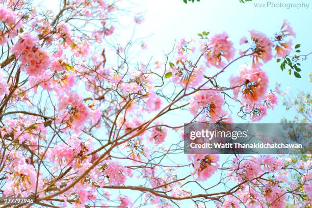 tabebuia rosea-002 - tabebuia stock pictures, royalty-free photos & images