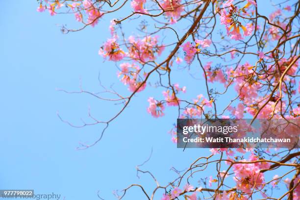 tabebuia rosea - 004 - tabebuia stock pictures, royalty-free photos & images