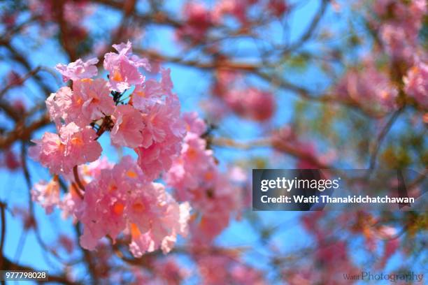 tabebuia rosea - 003 - tabebuia stock pictures, royalty-free photos & images