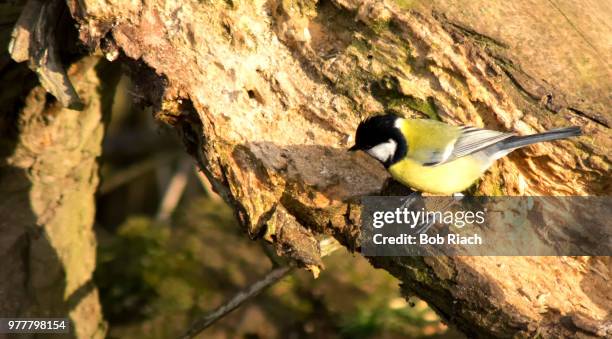 geat tit - geat stock pictures, royalty-free photos & images