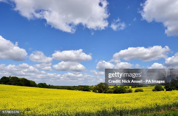 Fields of rape near Brentwood in Essex.