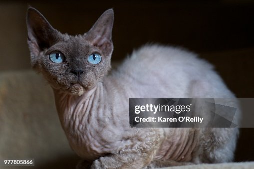 Devon Rex - Oki Devon Rex - Oki
