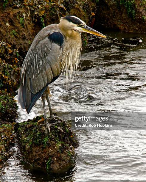 great blue heron - rob heron stock pictures, royalty-free photos & images