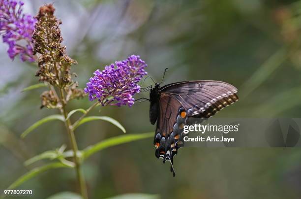 choose life - spice swallowtail butterfly stock pictures, royalty-free photos & images