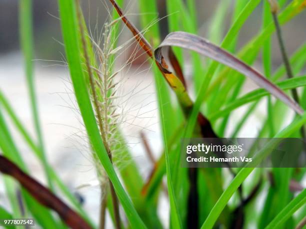 grass - gras field stock pictures, royalty-free photos & images