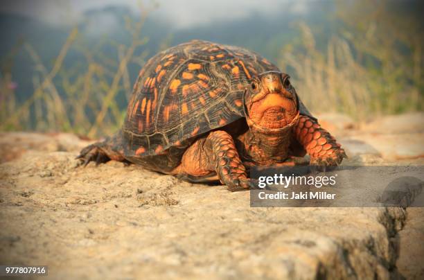 turtle time - box turtle stock pictures, royalty-free photos & images