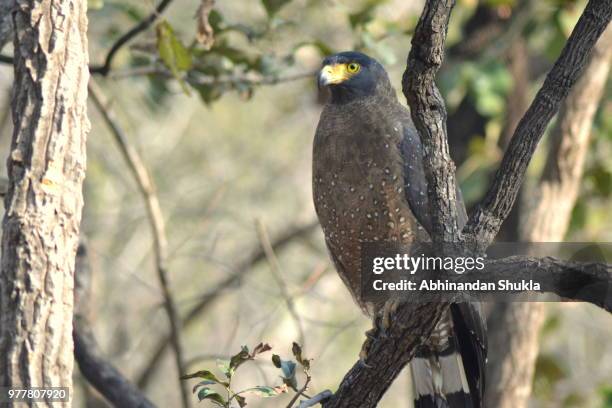 crested serpent eagle - abhinandan 個照片及圖片檔