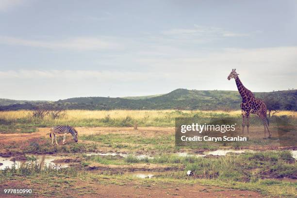 bushveld pals - bosveld van zuidelijk afrika stockfoto's en -beelden