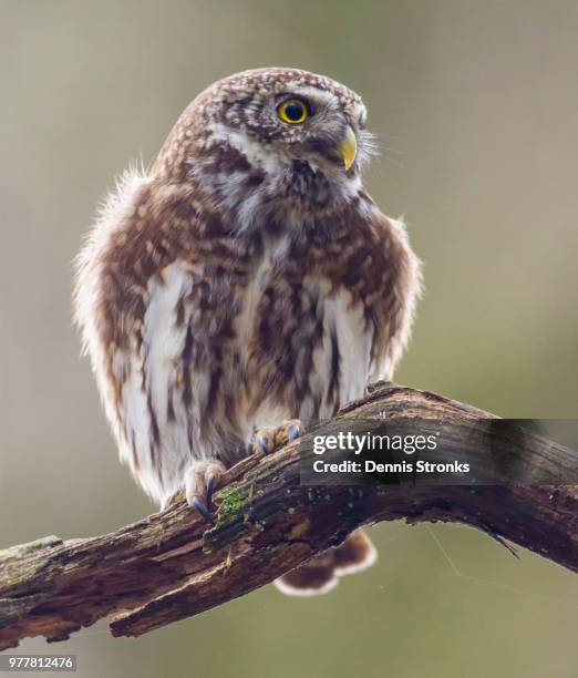 eurasian pygmy owl - sägekauz stock-fotos und bilder