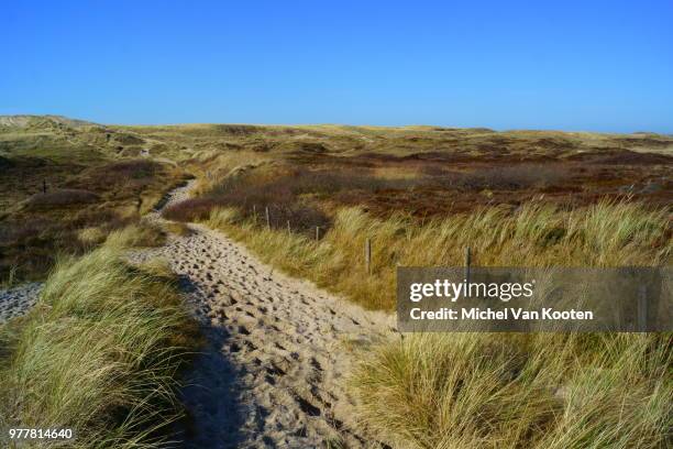 schoorlse duinen - duinen stock pictures, royalty-free photos & images