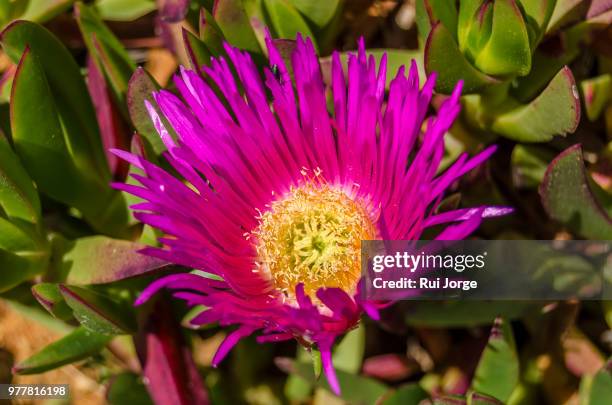 purple flower - barrilha imagens e fotografias de stock