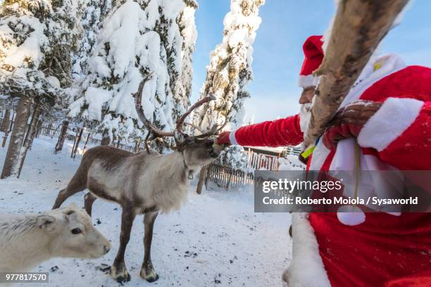 santa claus feeding reindeer in the snowy forest, ruka (kuusamo), northern ostrobothnia region, lapland, finland - reindeer horns stock pictures, royalty-free photos & images