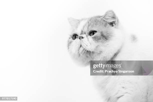 fat cat bw - fat cat stock pictures, royalty-free photos & images