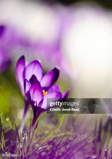 First Sign Os Spring 1,703 First Signs Of Spring Stock Photos, High-Res Pictures, and Images ...