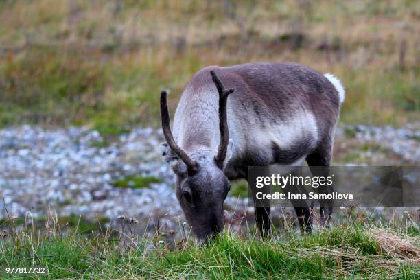 Wildlife High-Res Stock Photo