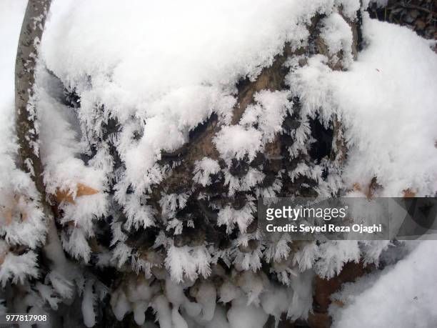 frozen tree 2! - azerbaijan winter stock pictures, royalty-free photos & images